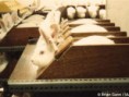 /album/animal-abuse-and-testing/photo667-1-jpg1/